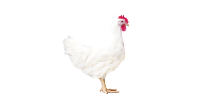 全发国际 909 商品代鸡苗