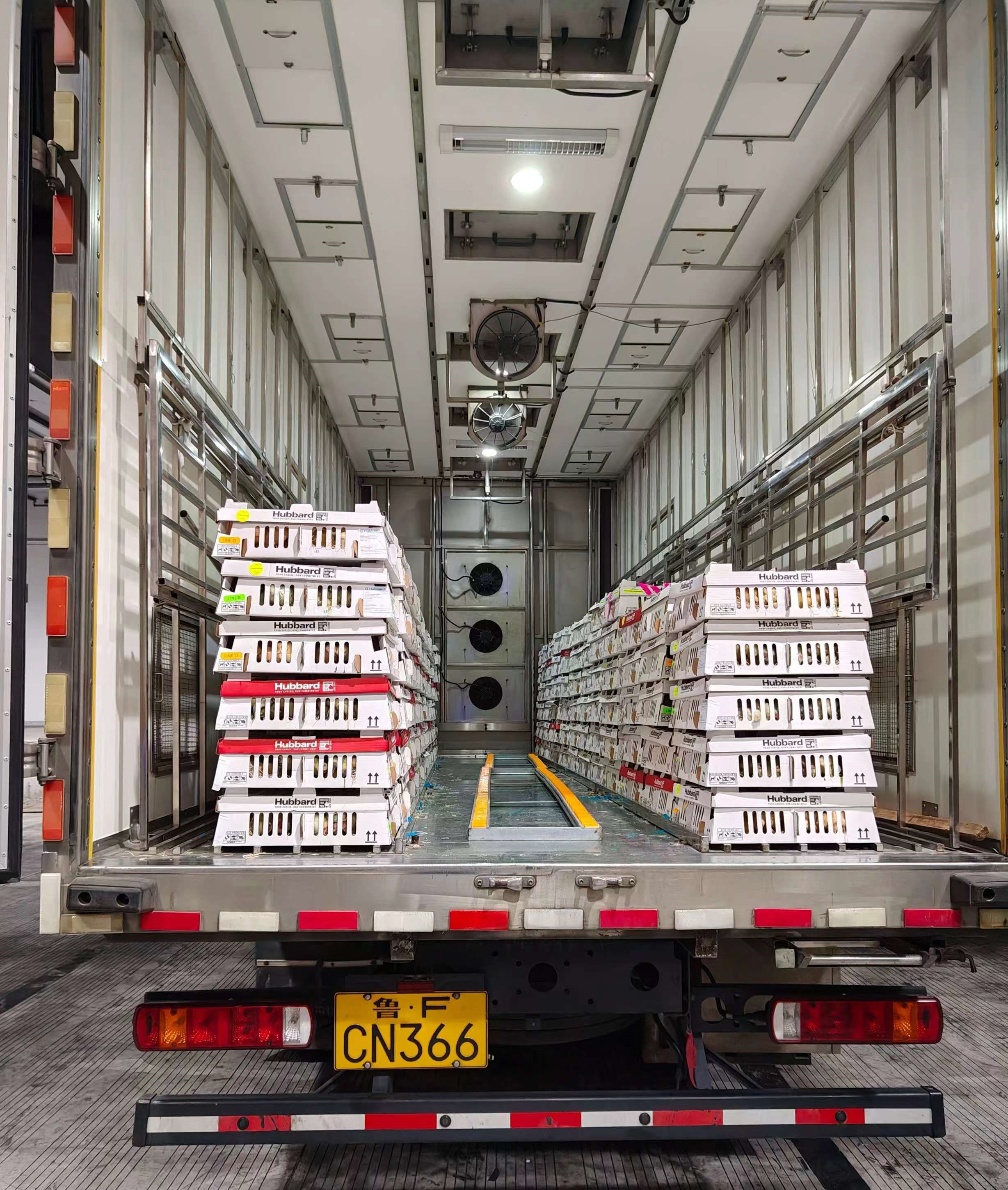 高景气助推白羽肉种鸡苗价，，，，，，，多批次引种缓解种源严重大势