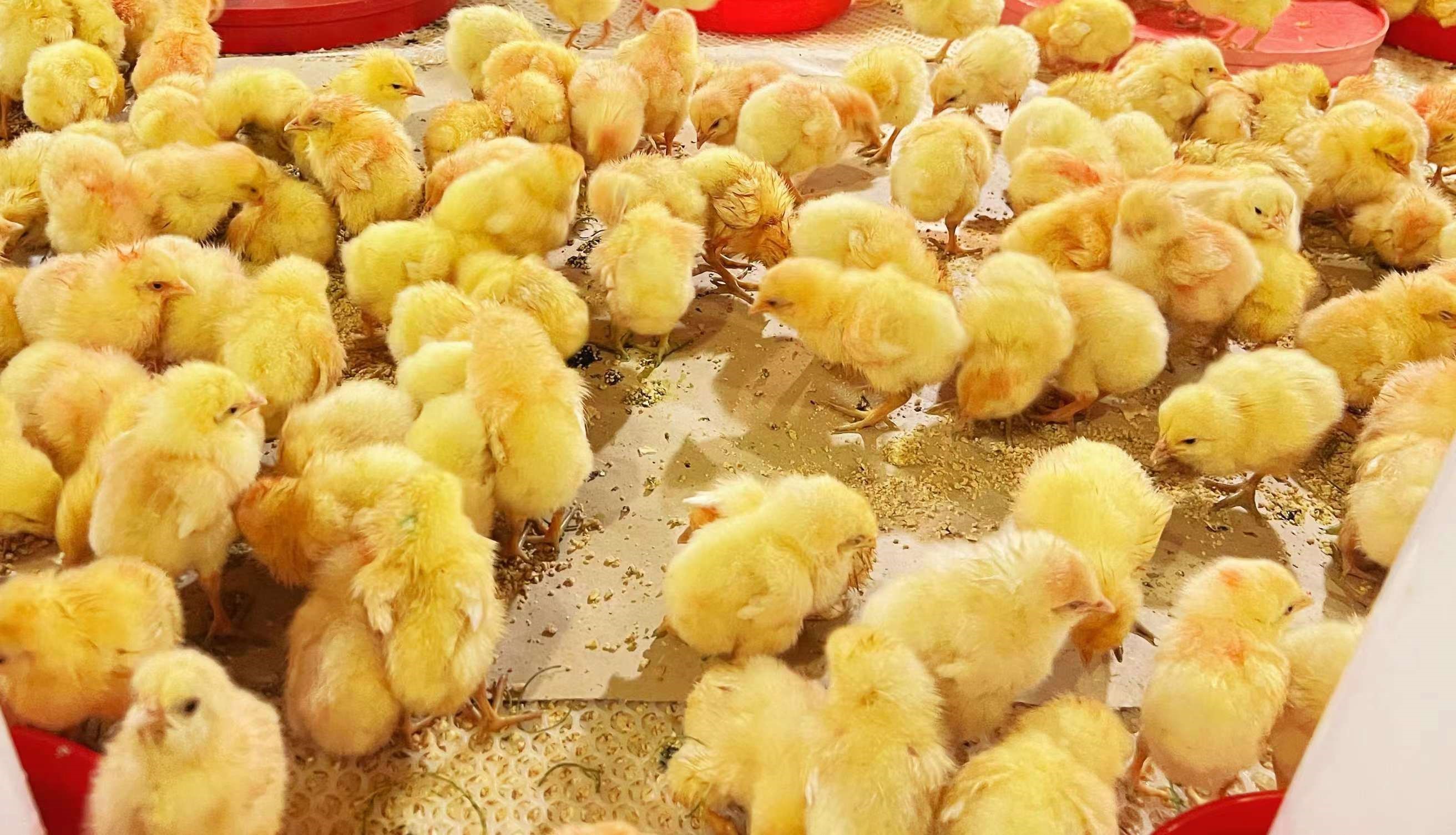 七月引种美满收官，，，，，，，八月引种再接再严