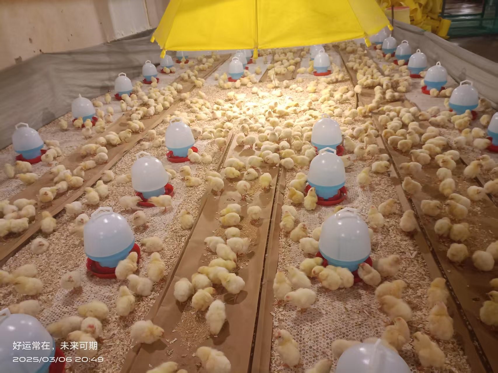 【引种】喜讯！全发国际股份成功从法国引进祖代白羽肉种鸡