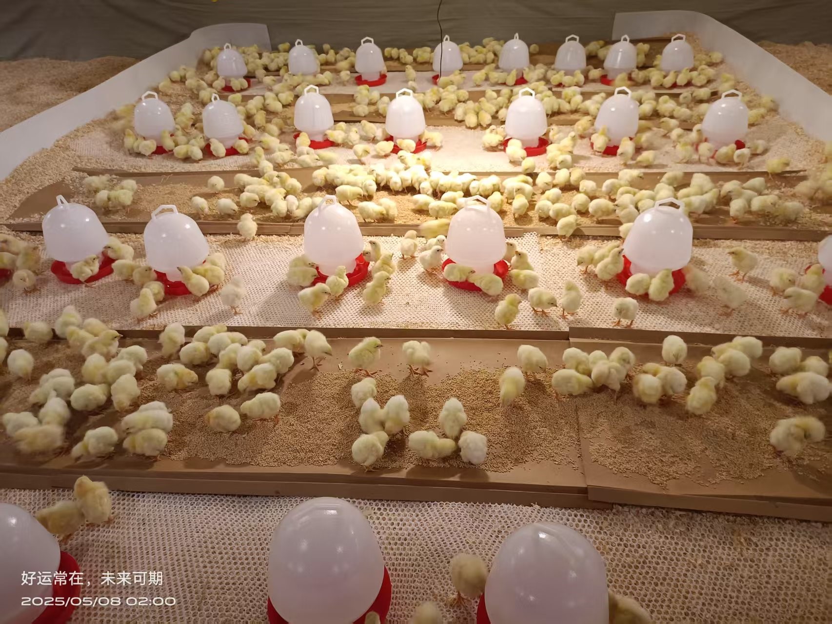 【喜讯】全发国际股份白羽肉鸡引种再创新高 种源战术筑牢产业根基