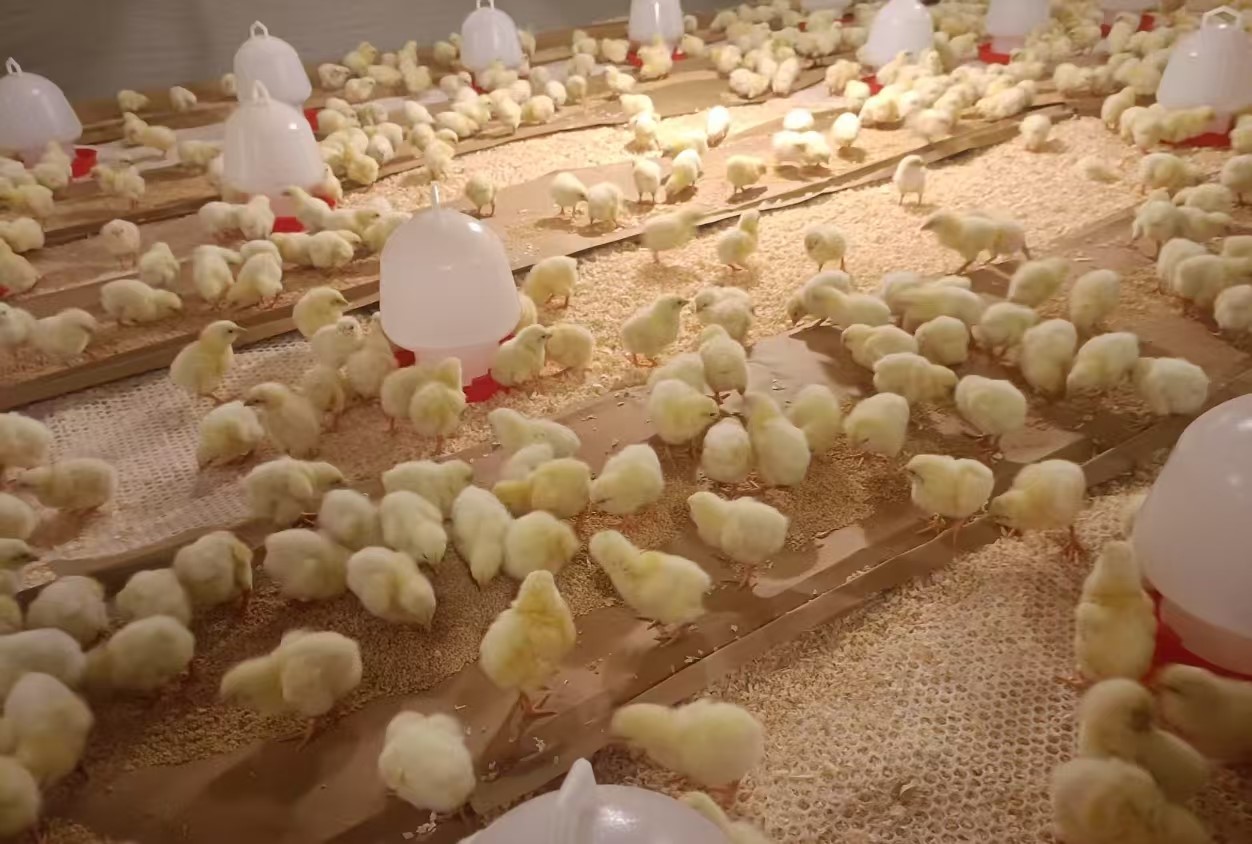 【新闻】伏天引种助丰产，，，，，全发国际股份再添1.4万套祖代肉种鸡