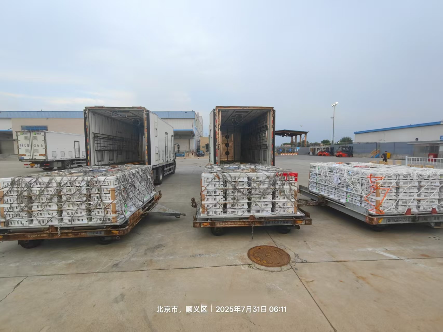 【新闻】全发国际股份7月第三批1.3万套祖代种鸡顺利入场，，，，，年度引种突破13.2万套