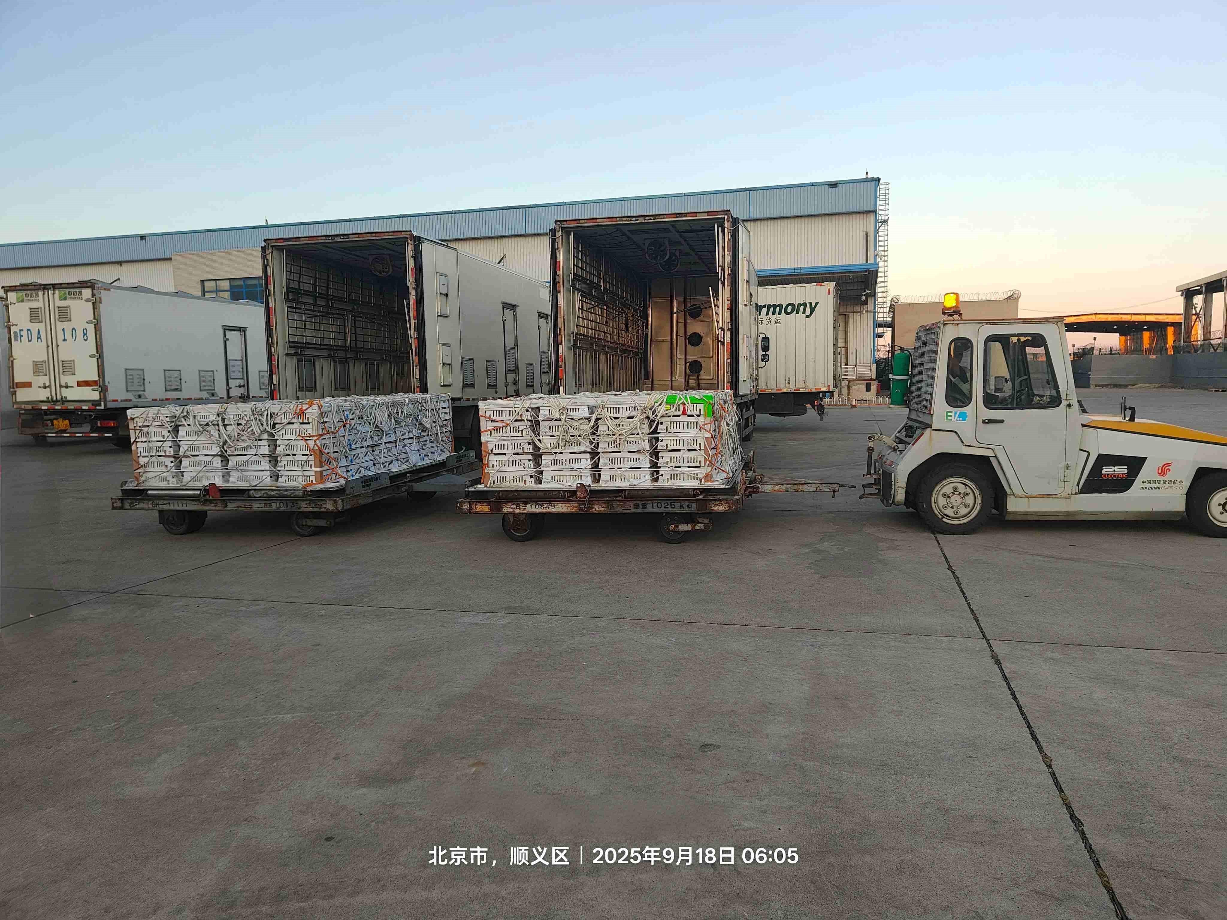 【引种】金秋迎硕果 引种再突破——全发国际股份成功引进年度第十一批利丰祖代种鸡