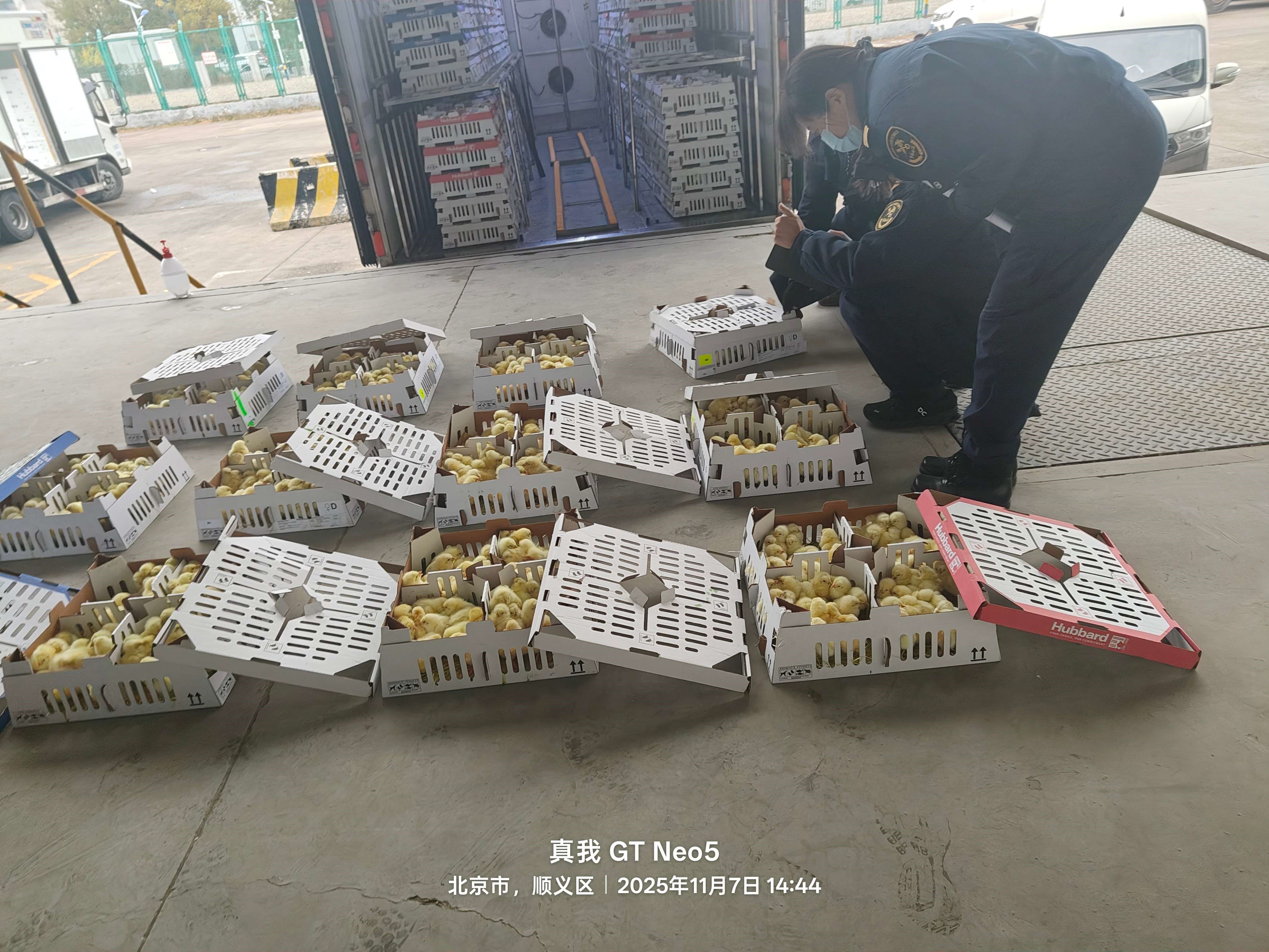 【引种】全发国际股份年内第十四批祖代种鸡顺利入境 累计引种占全国近半