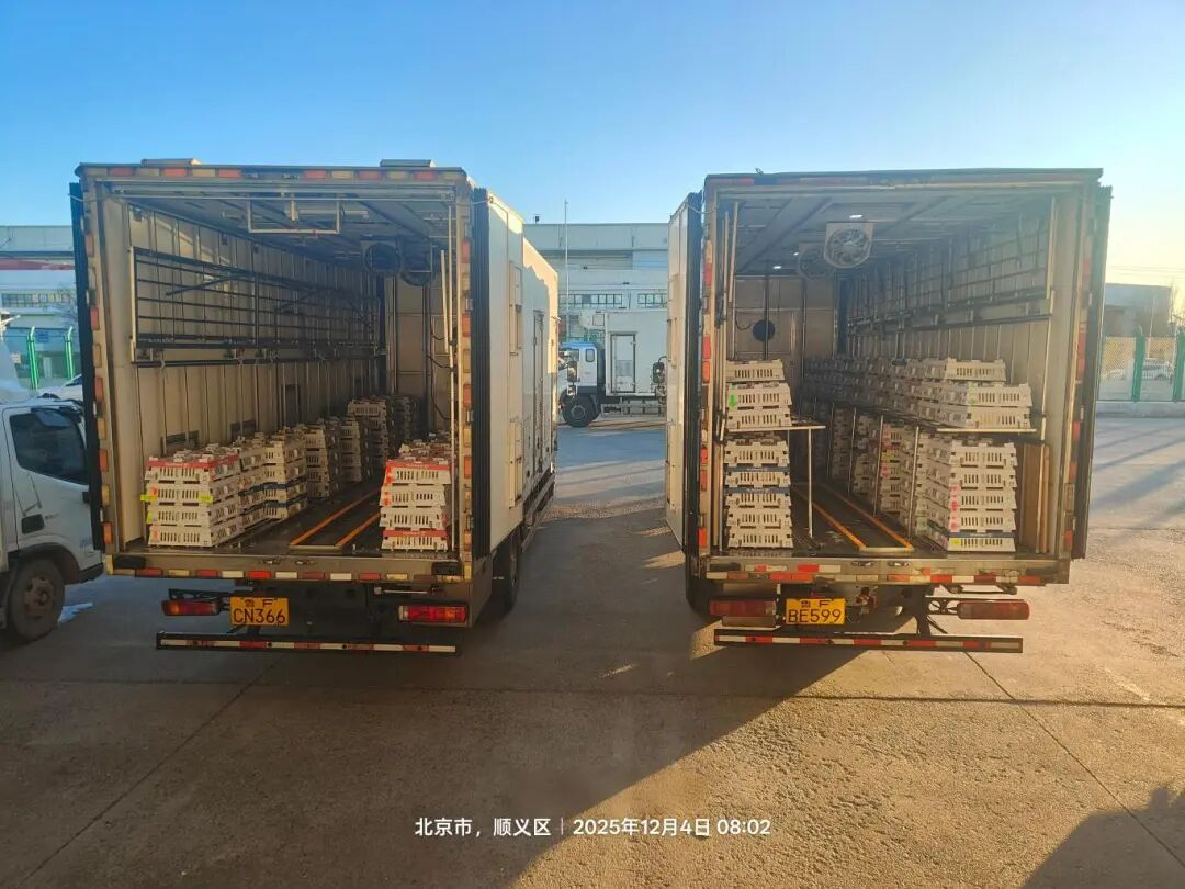 [引种】全发国际股份再度引进法国种源，，，，，龙头职位坚韧保险产业不变