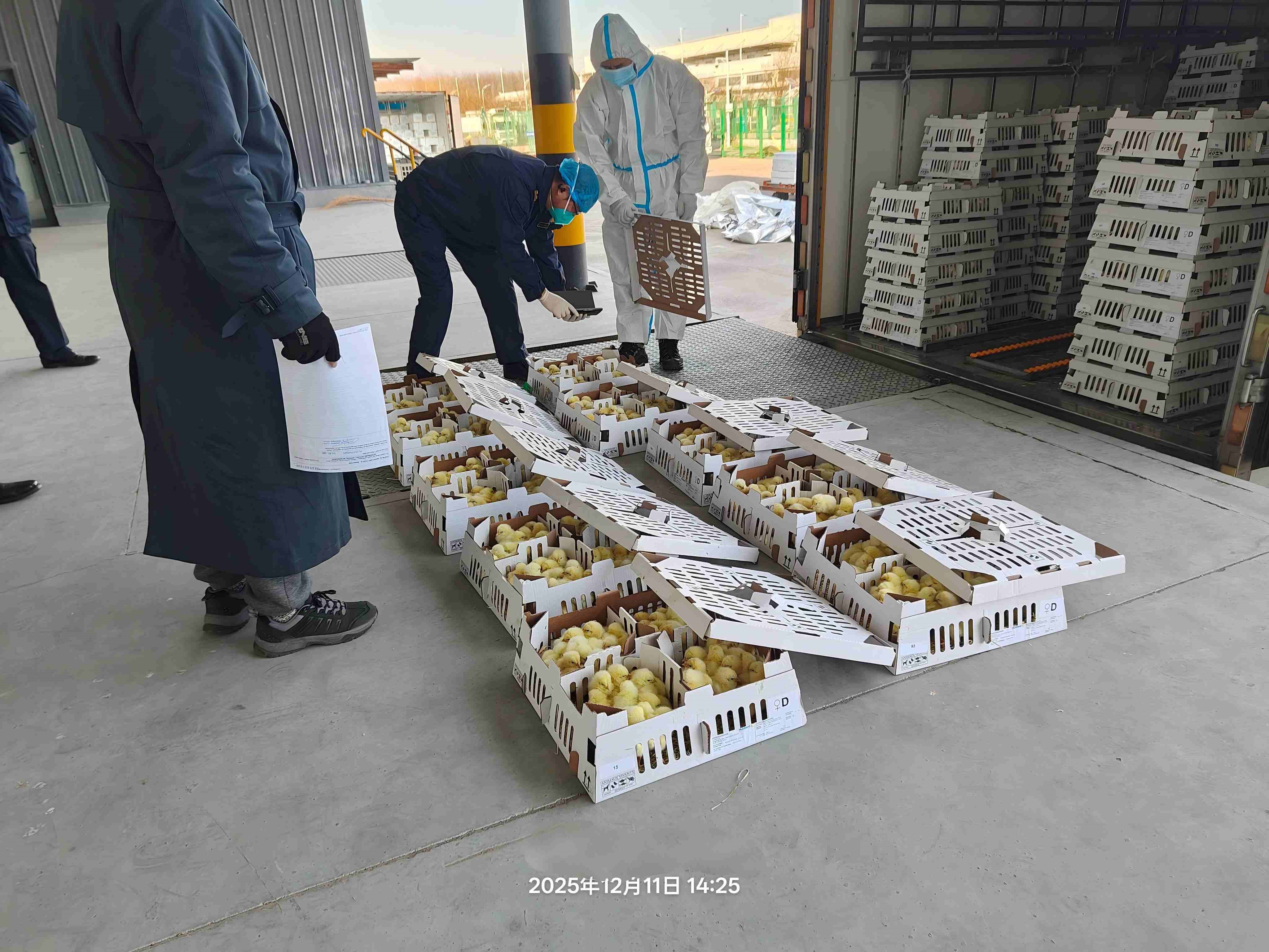 【喜讯】全发国际股份年度引种圆满收官，，，，，累计引种量高达26.6万套